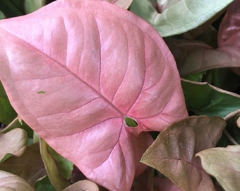 Pink Arrowhead Vine