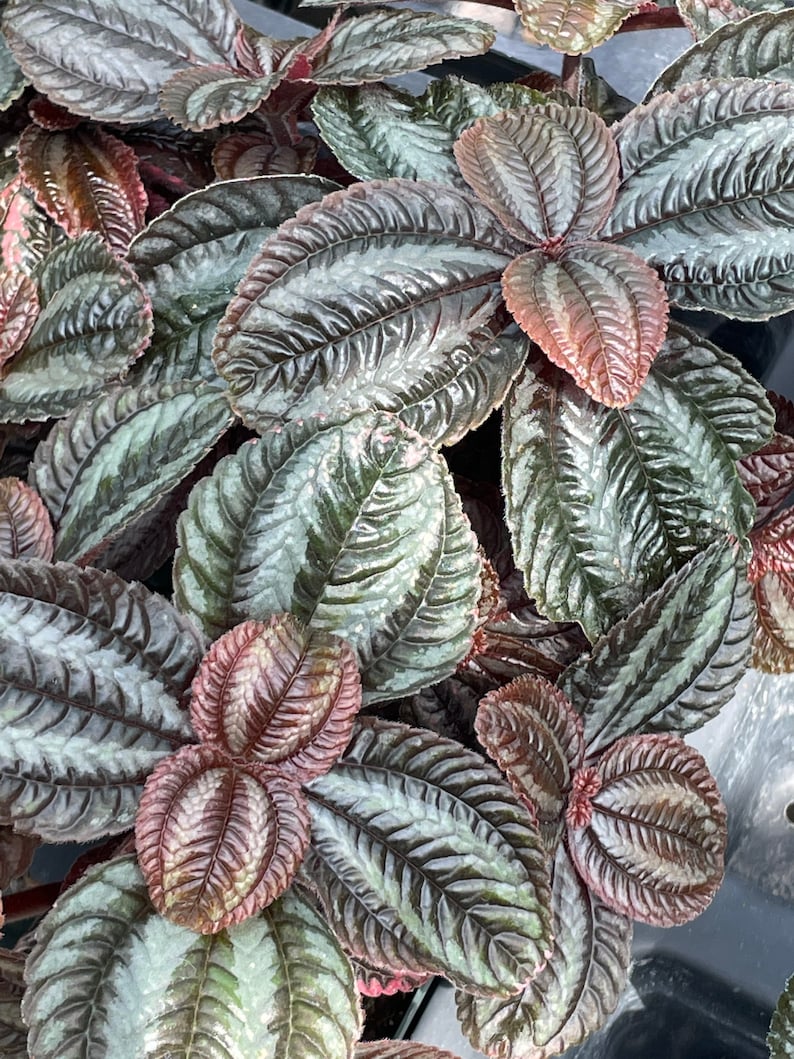 Pan-American Friendship Plant, also called Love Plant Pilea Norfolk image 2