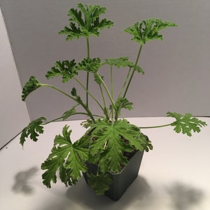 May include: A green potted plant with multiple stems and leaves. The plant is in a dark gray plastic pot.