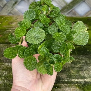 Creeping Charlie (Pilea nummulariifolia, potted plant, ships potted, available in two sizes) Bild 5