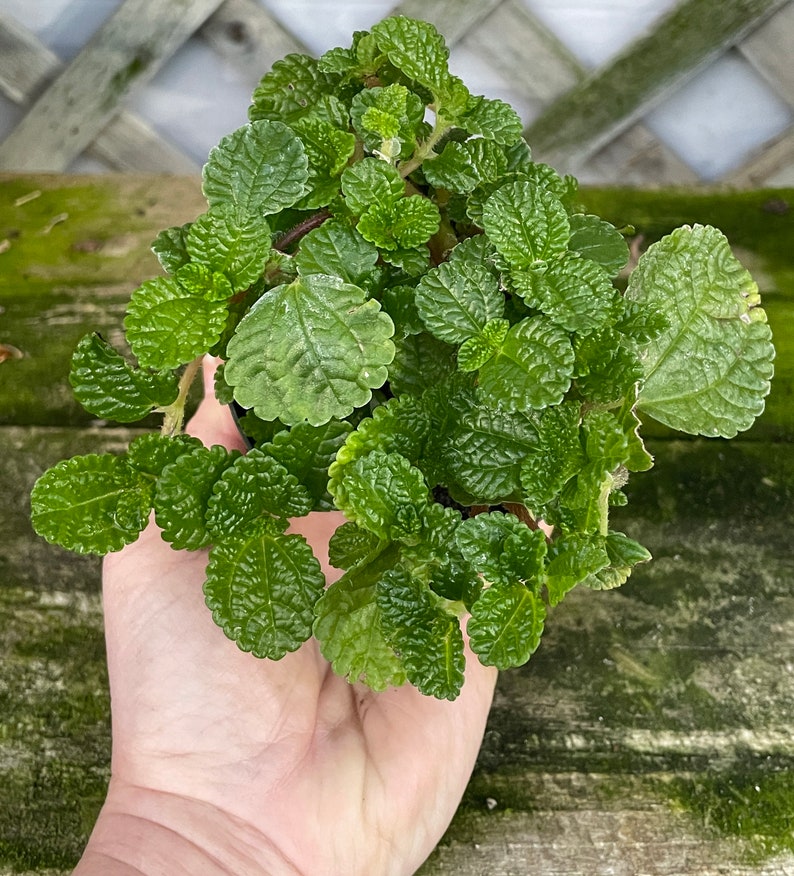 Creeping Charlie (Pilea nummulariifolia, potted plant, ships potted, available in two sizes) Bild 5