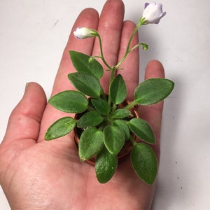 Micro Mini African Violet LE-River Rein