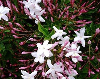 Jasmine 4” pot (budded/blooming 3/25/24)