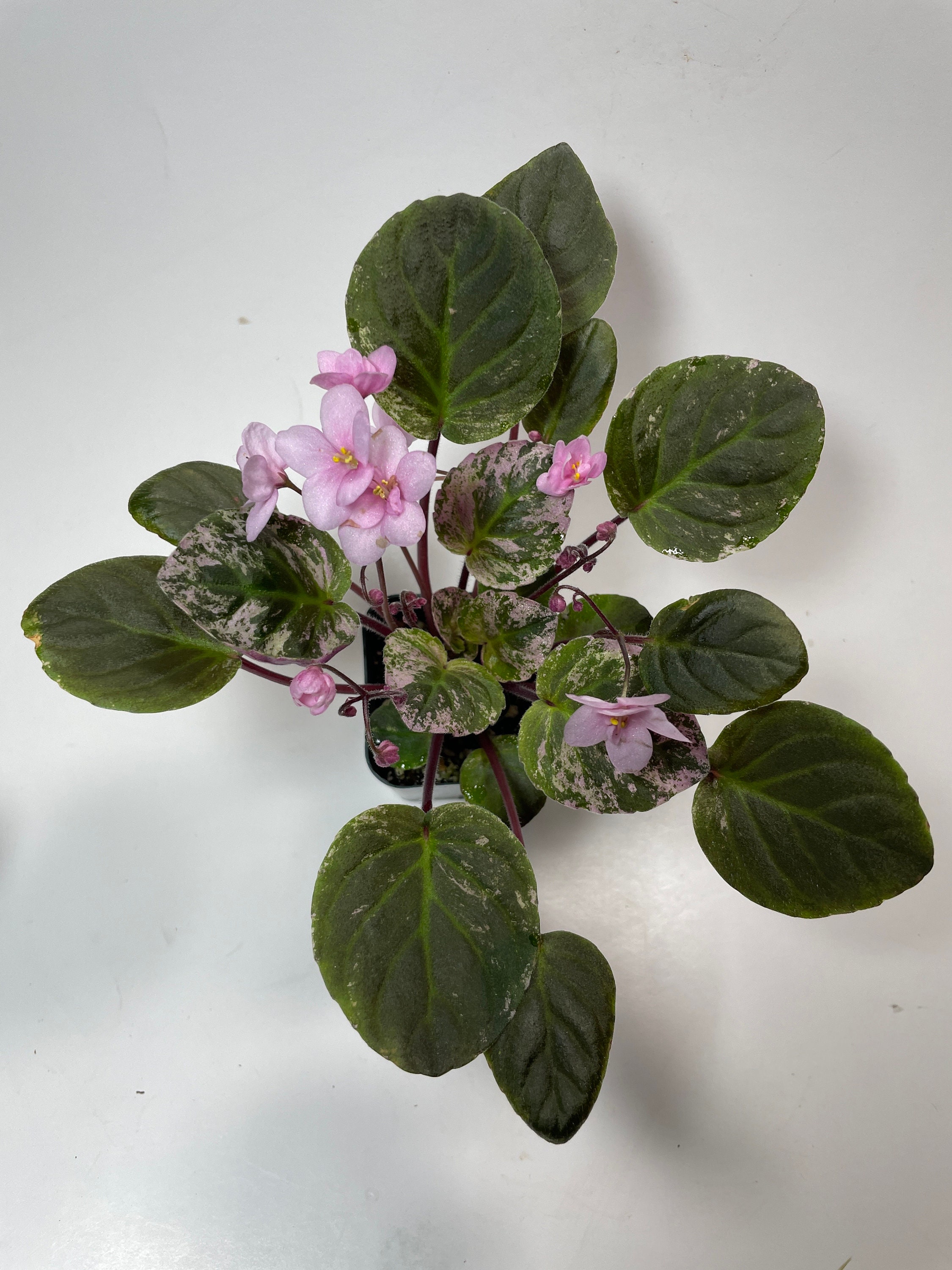 Trailing African Violet Ramblin' Right Along - Etsy
