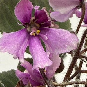 May include: An African violet plant featuring multiple five-petaled flowers in shades of light and deep purple. The petals have a delicate, slightly ruffled texture with visible yellow stamens at the center. Dark green, fuzzy leaves are visible.