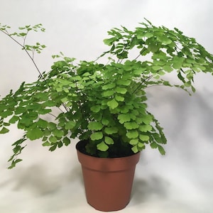 Maidenhair Fern