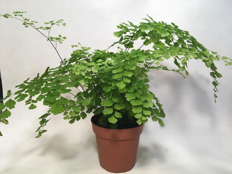 Puede incluir: Una planta de helecho verde con hojas delicadas y plumosas que crece en una maceta de terracota marr&oacute;n.