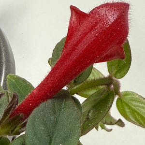 May include: Close-up of a vibrant red flower bud with a tubular shape, surrounded by green leaves. The flower has a textured surface and is in sharp focus, showcasing its intricate details. The leaves are oval-shaped and have a velvety texture.