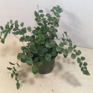 May include: A green potted fern plant with long, trailing fronds. The plant is in a black plastic pot.
