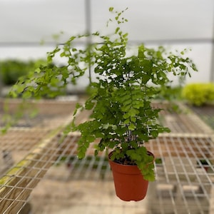 Puede incluir: Un peque&ntilde;o helecho en maceta con frondas verde oscuro en una maceta de terracota. El helecho est&aacute; colgado de una rejilla met&aacute;lica.