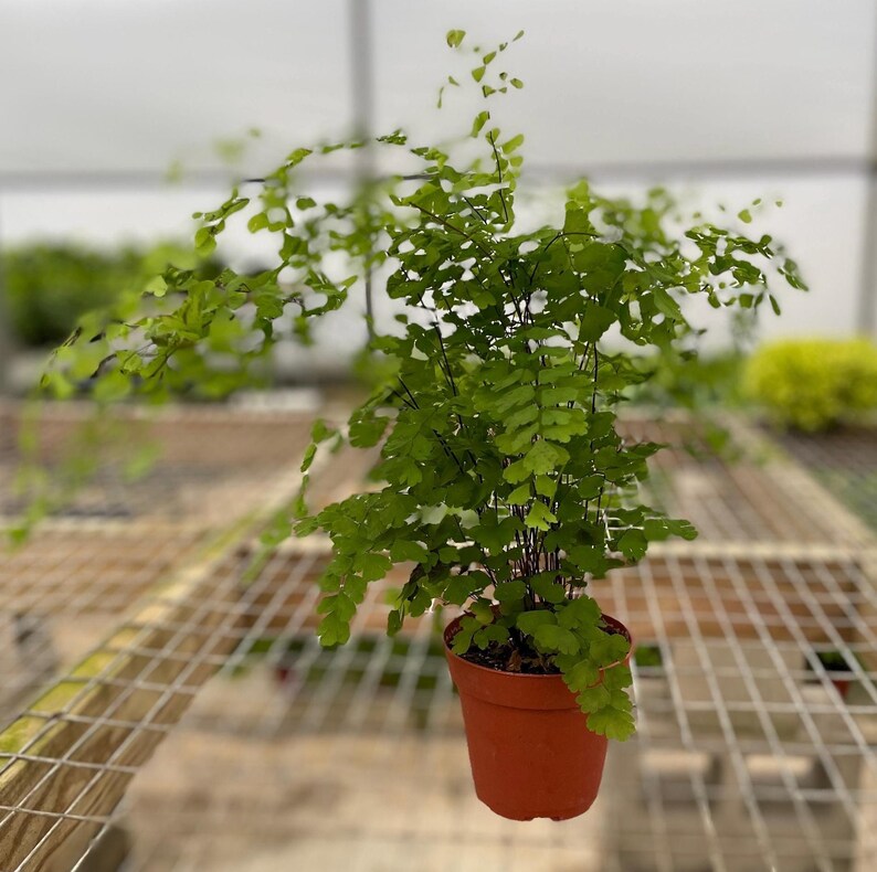 Puede incluir: Un peque&ntilde;o helecho en maceta con frondas verde oscuro en una maceta de terracota. El helecho est&aacute; colgado de una rejilla met&aacute;lica.