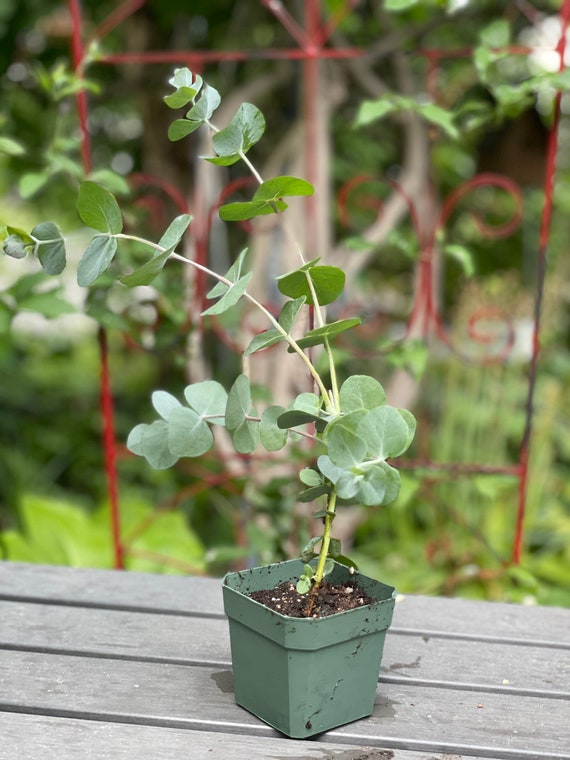 Eucalyptus Cinerea (florist's Eucalyptus, Live Plant) - Etsy