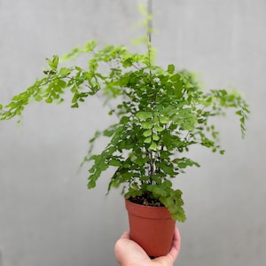 Puede incluir: Una peque&ntilde;a planta de helecho en maceta con hojas verdes en una maceta de terracota. La planta est&aacute; siendo sostenida por una mano.