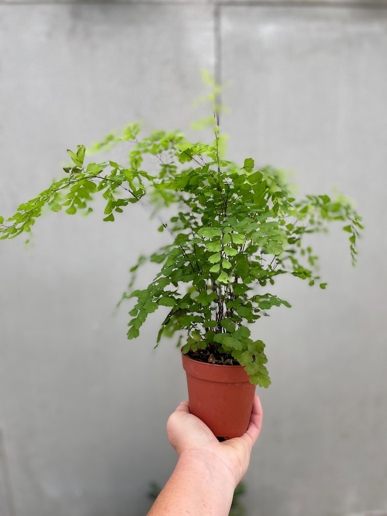 Puede incluir: Una peque&ntilde;a planta de helecho en maceta con hojas verdes en una maceta de terracota. La planta est&aacute; siendo sostenida por una mano.