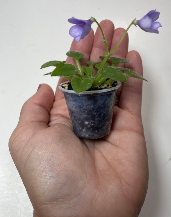 Micro Mini African Violet SK- Peizazh V Tumane (landscape in the
