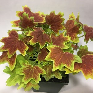 May include: A potted plant with green and red variegated leaves. The leaves are shaped like maple leaves.
