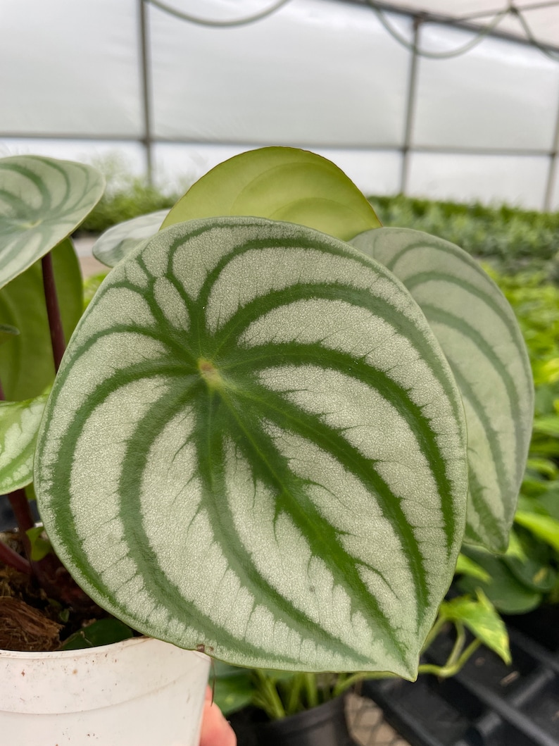 GardenGalsPlants Watermelon Peperomia - Thumbnail 5