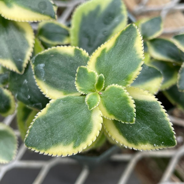 Crassula sarmentosa