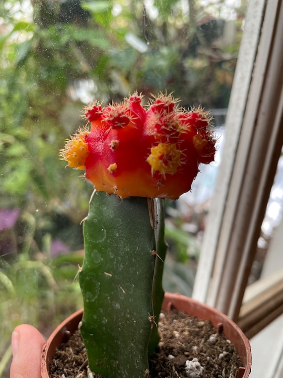 Moon Cactus (potted Plant, Ships Potted) - Etsy Singapore