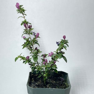 Pink Serissa (Serissa foetida pink)