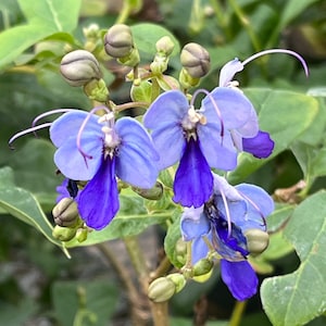 Butterfly Blue Clerodendrum