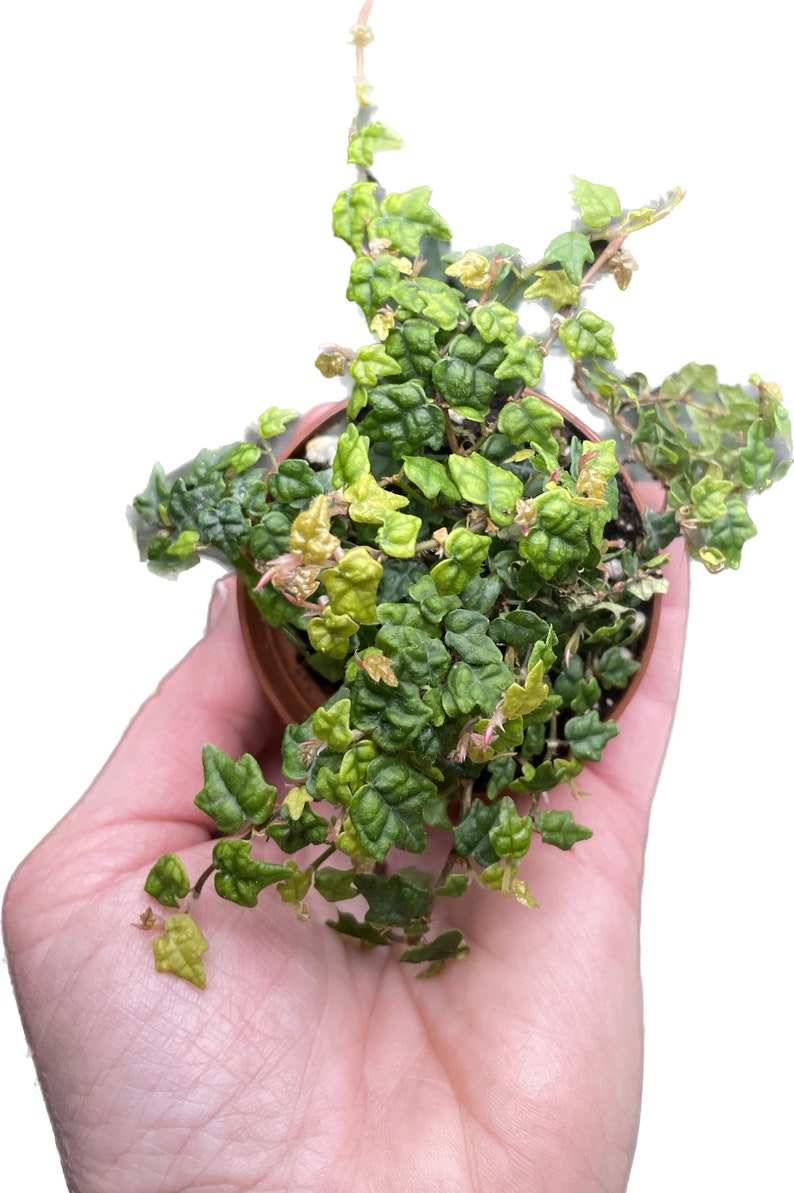GardenGalsPlants Oakleaf Creeping Fig