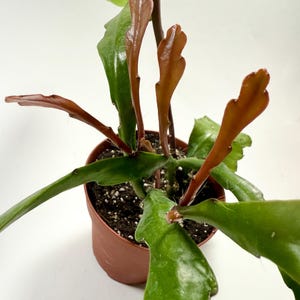 May include: A potted plant with green and reddish-brown leaves. The plant is in a brown plastic pot and has several long, flat green leaves and several reddish-brown, paddle-shaped leaves. The background is white.