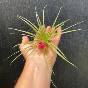 Tillandsia stricta soft leaf air plant in bud 2/11 image 5