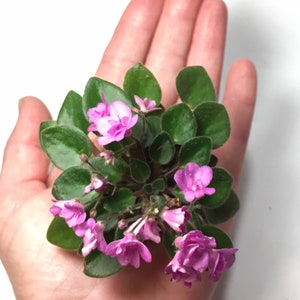 Micro mini African violet First Love