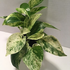 Pothos Marble Queen
