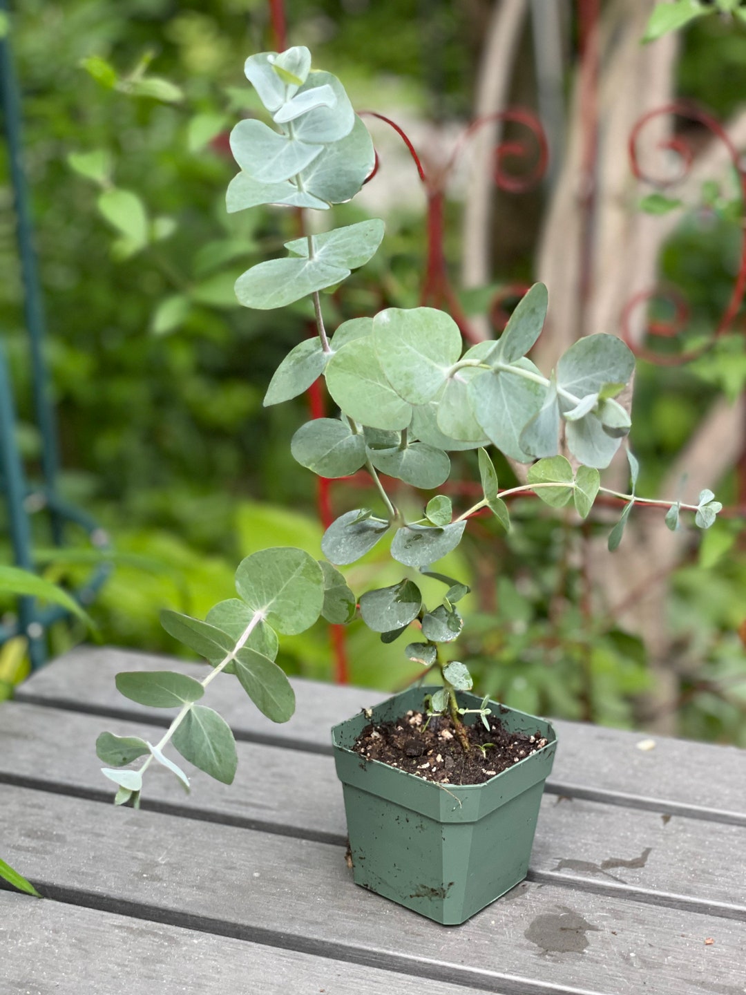 Eucalyptus Cinerea florists Eucalyptus Live Plant Etsy