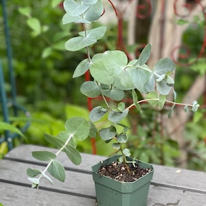 May include: A small potted eucalyptus plant with light green leaves in a green plastic pot. The plant is on a gray wooden surface.