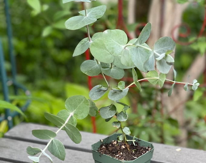 Eucalyptus Cinerea florists Eucalyptus, Live Plant Etsy