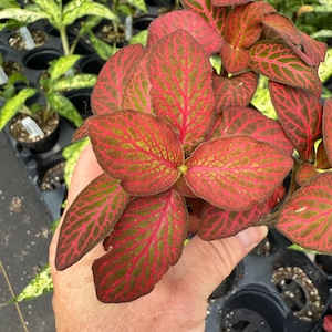 Nerve Plant Red Flame (Fittonia Red Flame)