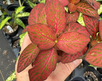 Red Flame Nerve Plant (Fittonia Red Flame, potted plant, ships potted)