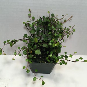 Angel Vine in 3” pot or 4” hanging pot