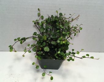 May include: A small green plant with trailing vines growing in a dark gray pot. The plant is in a white background.