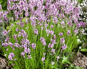 Lavender Pink lavandula Angustifolia Rosea 20 Seeds - Etsy