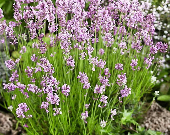 Lavender Pink lavandula Angustifolia Rosea 20 Seeds - Etsy