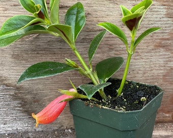 Bijou Nematanthus crassifolius - RARE