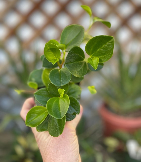 ring of fire philodendron varieties Philodendron Ring of Fire | 4" Pot