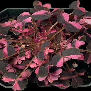 Plum Crazy Oxalis (Shamrock, Wood sorrel)