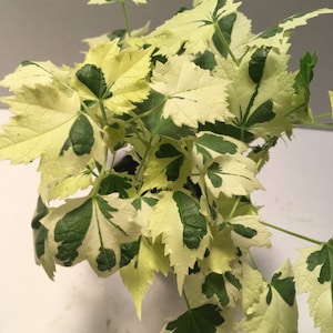 Variegated Flowering Maple