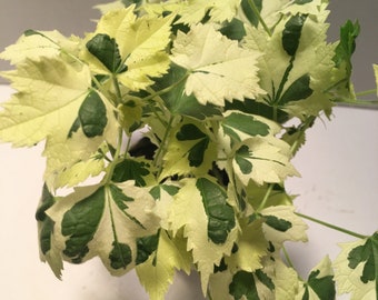 Variegated Flowering Maple