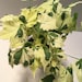 see more listings in the House Plant/Indoor Plant section