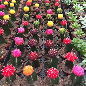 May include: Rows of colorful grafted cacti in small brown pots. The cacti feature vibrant, spherical tops in shades of red, yellow, pink, and orange, contrasting with the green stems. Succulents are visible in the background.
