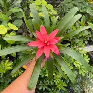 Guzmania lingulata Droophead Tufted Air Plant in full bloom 2/20/2024 image 6