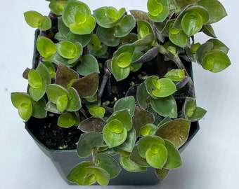 Bolivian Jew, also known as Turtle Vine (Callisia repens, potted plant, ships potted, available in two sizes)