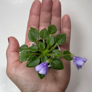 May include: A small potted African violet plant with light purple flowers. The plant is in a white pot and is being held in a person's hand.