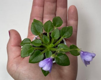 Micro mini African violet SK- Peizash v Tumane (Landscape in the Fog)